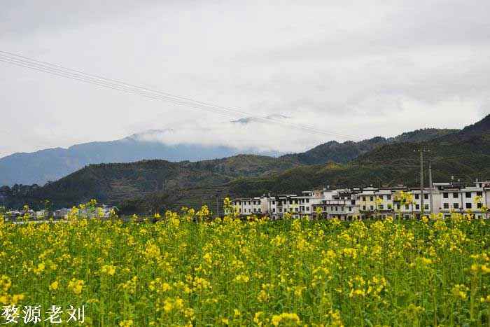 菜花坪镇天气预报更新通知