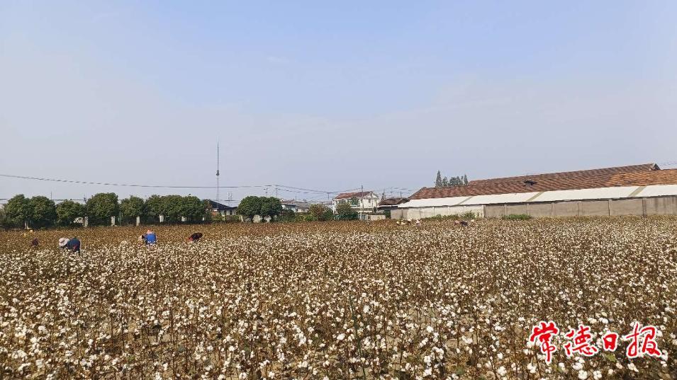 句容市棉花原种场天气预报更新