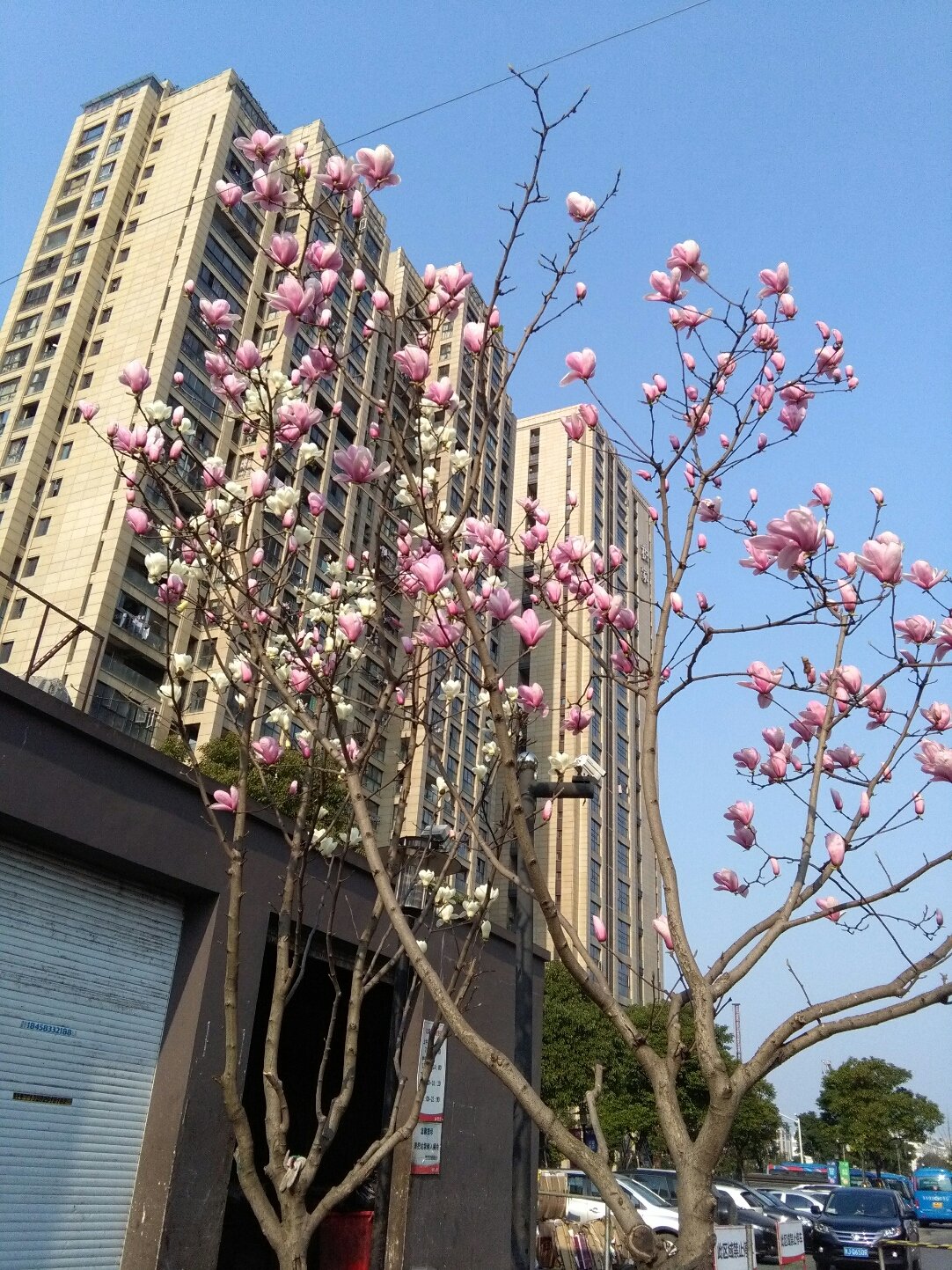 菊园街道天气预报更新通知