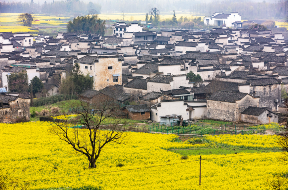 红炉村新项目启动，乡村振兴新篇章